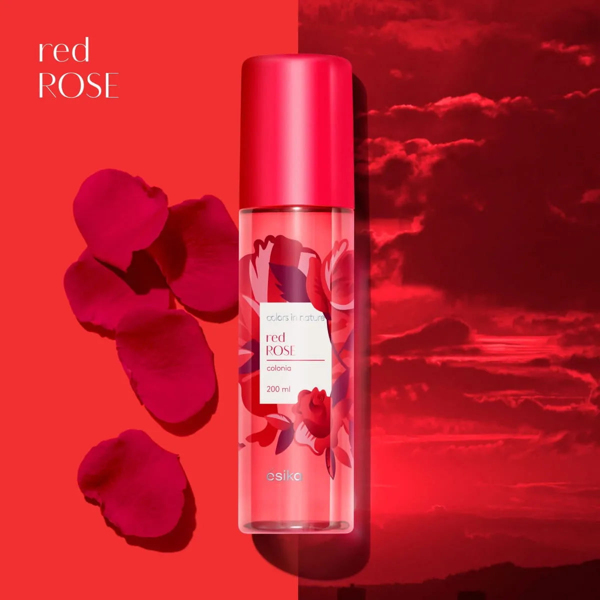SPLASH RED ROSE